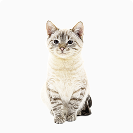 pets-freddie
